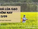 Giá lúa gạo hôm nay ngày 13/09/2024: Giá lúa IR504 giảm nhẹ