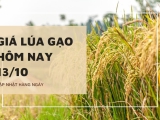 Giá lúa gạo hôm nay ngày 13/10/2023: Giá gạo chững lại và đi ngang