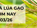 Giá Lúa Gạo Hôm Nay Ngày 13/3/2026: Thị Trường Bình Ổn