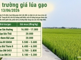 Giá lúa gạo hôm nay 13/6/2026: Thị trường trong nước ổn định