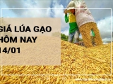 Giá lúa gạo hôm nay 14/01/2024: Giá gạo xuất khẩu tiếp tục giảm nhẹ