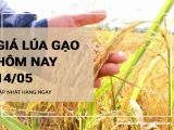 Giá lúa gạo hôm nay ngày 14/05/2024: Giá lúa đồng loạt tăng giảm trái chiều