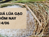 Giá lúa gạo hôm nay ngày 14/06/2024: Giá gạo trong nước đồng loạt giảm
