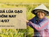 Giá lúa gạo hôm nay ngày 14/07/2024:  Trong tuần qua Giá gạo xu hướng giảm