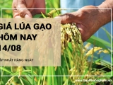 Giá lúa gạo hôm nay ngày 14/08/2024: Mặt hàng lúa và gạo đồng loạt tăng giá