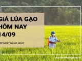 Giá lúa gạo hôm nay ngày 14/09/2024: Giá gạo tăng nhẹ, giá lúa ít biến động