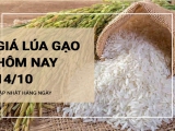 Giá lúa gạo hôm nay ngày 14/10/2023: Giá gạo chững giá, thương lái ngưng mua