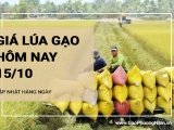 Giá lúa gạo hôm nay ngày 15/10/2024:  Giá gạo tăng nhẹ 100 đồng/kg