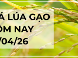 Giá Lúa Gạo Hôm Nay Ngày 14/4/2026: Thị Trường Chững Lại