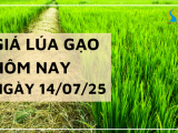 Giá Lúa Gạo Hôm Nay Ngày 14/7/2025: Thị Trường Lặng Sóng