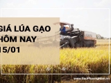 Giá lúa gạo hôm nay 15/01/2024: Ghi nhận tăng đối với nhiều loại lúa