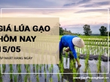 Giá lúa gạo hôm nay ngày 15/05/2024: Nhu cầu mua lúa Hè Thu chưa nhiều
