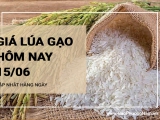 Giá lúa gạo hôm nay ngày 15/06/2024: Thị Trường Biến Động Nhẹ