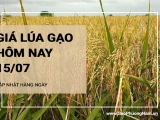Giá lúa gạo hôm nay ngày 15/07/2024:  Duy trì ổn định so với hôm qua