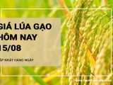 Giá lúa gạo hôm nay ngày 15/08/2024: Giá lúa tăng  mạnh đến 900 đồng/kg