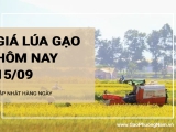 Giá lúa gạo hôm nay ngày 15/09/2024: Duy trì ổn định, thị trường giao dịch chậm