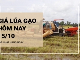 Giá lúa gạo hôm nay ngày 15/10/2023: Giá gạo tăng, giá lúa chững giá