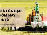 Giá lúa gạo hôm nay ngày 14/10/2024:  Giá gạo trong nước có điều chỉnh tăng