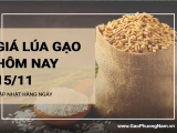Giá lúa gạo hôm nay ngày 15/11/2023: Giá lúa gạo vẫn neo giữ ở mức cao