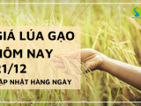 Giá lúa gạo hôm nay ngày 21/12/2023: Giá cọc lúa Đông Xuân ở mức cao