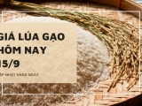 Giá lúa gạo hôm nay ngày 15/09/2023: Gạo thành phẩm và nguyên liệu tăng 100 đồng