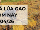 Giá Lúa Gạo Hôm Nay Ngày 15/04/2026: Thị Trường Đứng Giá