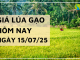 Giá Lúa Gạo Hôm Nay Ngày 15/7/2025: Gạo Nguyên Liệu Tăng Nhẹ