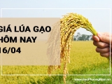 Giá lúa gạo hôm nay ngày 16/04/2024: Giá lúa thương lái neo ở mức cao, giao dịch ổn định