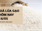 Giá lúa gạo hôm nay ngày 16/05/2024: Bất ngờ cùng giảm nhưng không nhiều