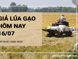 Giá lúa gạo hôm nay ngày 16/07/2024: Giá lúa tăng, giảm trái chiều