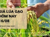 Giá lúa gạo hôm nay ngày 16/08/2024: Thị trường trong nước tăng với mặt hàng gạo