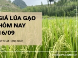 Giá lúa gạo hôm nay ngày 16/09/2024: Giá gạo tăng 50 -200 đồng/kg; giá phụ phẩm giảm