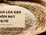 Giá lúa gạo hôm nay ngày 16/10/2023: Giá lúa gạo tiếp tục đi ngang