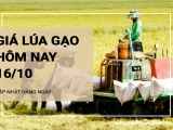 Giá lúa gạo hôm nay ngày 16/10/2024: Giá gạo trong nước có xu hướng giảm