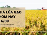 Giá lúa gạo hôm nay ngày 16/09/2023: Lúa OM 18 và OM 5451 tăng nhẹ 100 đồng
