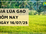 Giá Lúa Gạo Hôm Nay Ngày 16/7/2025: Gạo Xuất Khẩu Giảm Mạnh