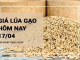 Giá lúa gạo hôm nay ngày 17/04/2024: Gạo Nàng Nhen giá niêm yết ở mức cao