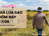 Giá lúa gạo hôm nay ngày 17/06/2024:  Giá lúa IR 50404 ổn định quanh mốc 7.400 - 7.500 đồng/kg