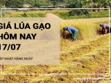Giá lúa gạo hôm nay ngày 17/07/2024: Giá gạo xuất khẩu giảm so với hôm qua