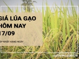 Giá lúa gạo hôm nay ngày 17/09/2024: Giá lúa biến động trái chiều