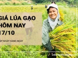 Giá lúa gạo hôm nay ngày 17/10/2024: Biến động với mặt hàng gạo. Giá lúa duy trì ổn định