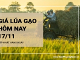 Giá lúa gạo hôm nay ngày 17/11/2023: Giá lúa Nàng Hoa tăng lên 9.200 – 9.300 đồng/kg