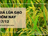 Giá lúa gạo hôm nay ngày 17/12/2023: Giá gạo tuần qua ít biến động