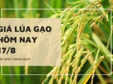 Giá lúa gạo hôm nay 17/8/2023: Lúa IR, nếp Long An tăng 100 đồng/kg