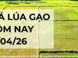 Giá Lúa Gạo Hôm Nay Ngày 17/04/2026: Lúa Tươi Bật Tăng Rõ Nét
