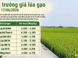 Giá lúa gạo hôm nay 17/6/2026: Thị trường tiếp tục ổn định