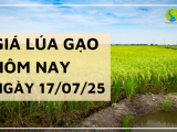 Giá Lúa Gạo Hôm Nay Ngày 17/7/2025: Gạo CL 555 Nhích Nhẹ