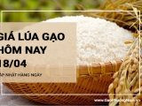 Giá lúa gạo hôm nay ngày 18/04/2024: Thị trường gạo giá bật tăng nhẹ