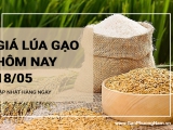 Giá lúa gạo hôm nay ngày 18/05/2024: Giá gạo đi ngang sau phiên điều chỉnh hôm qua