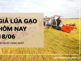 Giá lúa gạo hôm nay ngày 18/06/2024:  Giá gạo thành phẩm tiếp tục giảm nhẹ